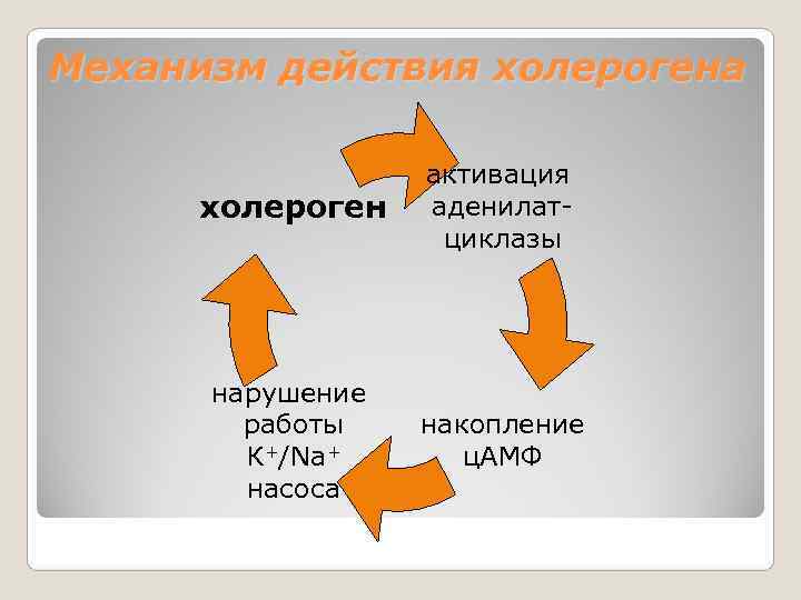 Механизм действия холерогена     активация  холероген  аденилат-  