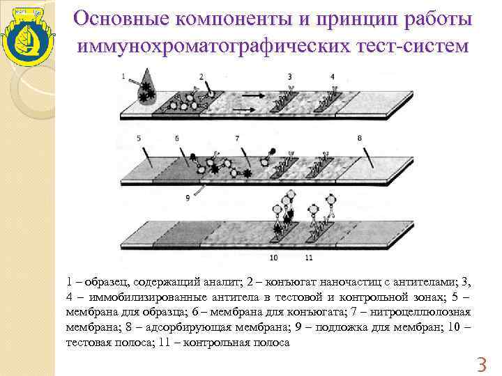  Основные компоненты и принцип работы  иммунохроматографических тест-систем 1 – образец, содержащий аналит;