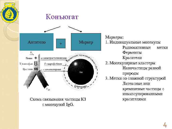   Конъюгат      Маркеры: Антитело  +  