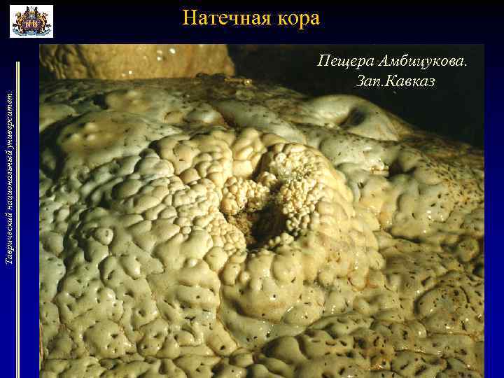 Натечная кора Таврический национальный университет. Пещера Амбицукова. Зап. Кавказ 