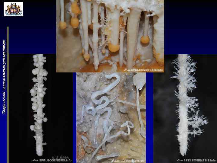 Таврический национальный университет. 