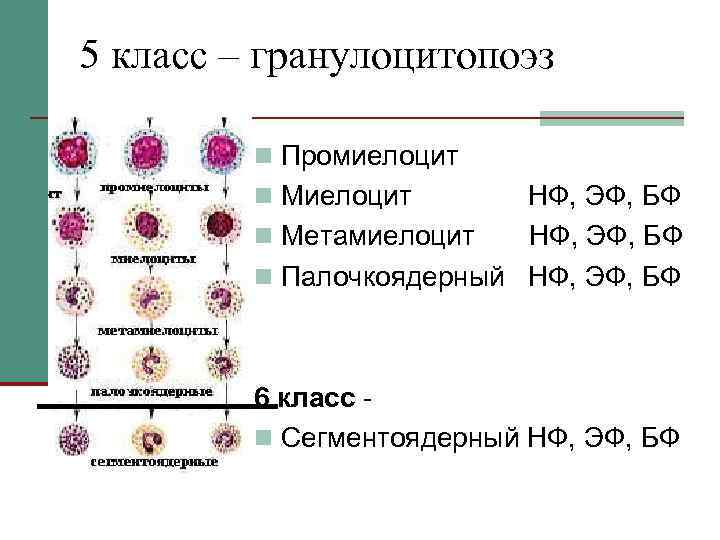 5 класс – гранулоцитопоэз  n Промиелоцит   n Миелоцит   