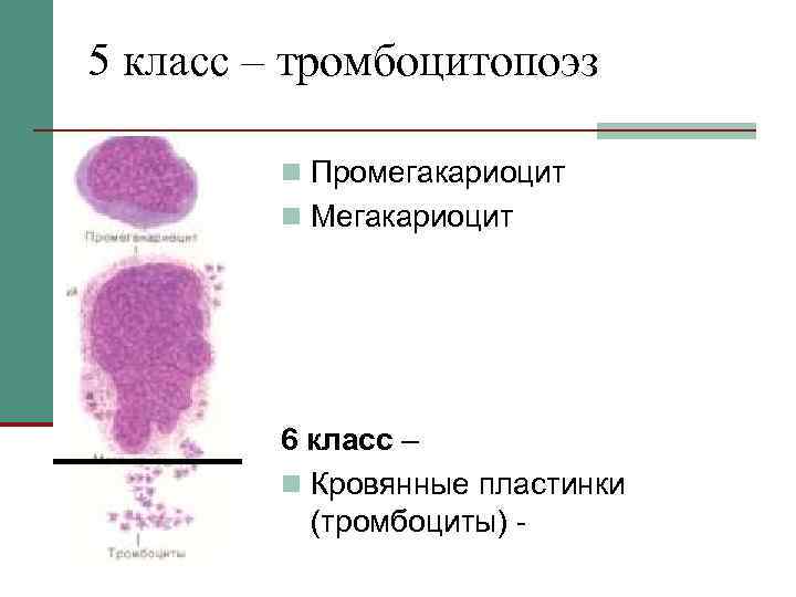 Тромбоцитопоэз происходит в красном мозге по схеме