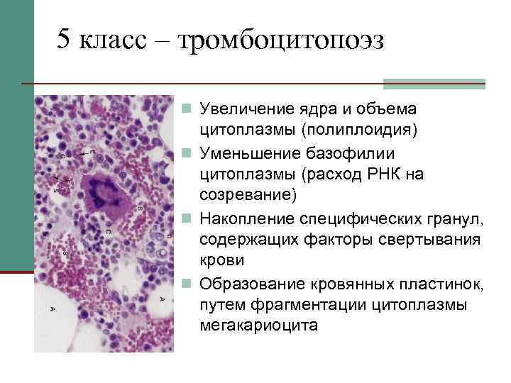 Тромбоцитопоэз происходит в красном мозге по схеме