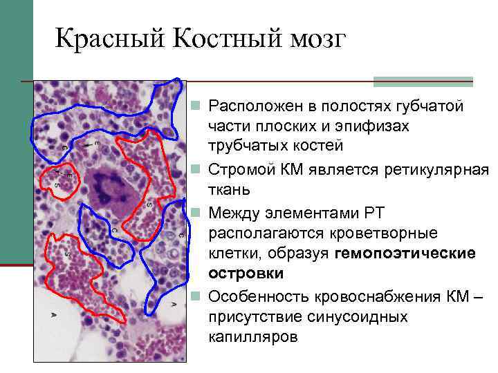 Красный Костный мозг  n Расположен в полостях губчатой   части плоских и