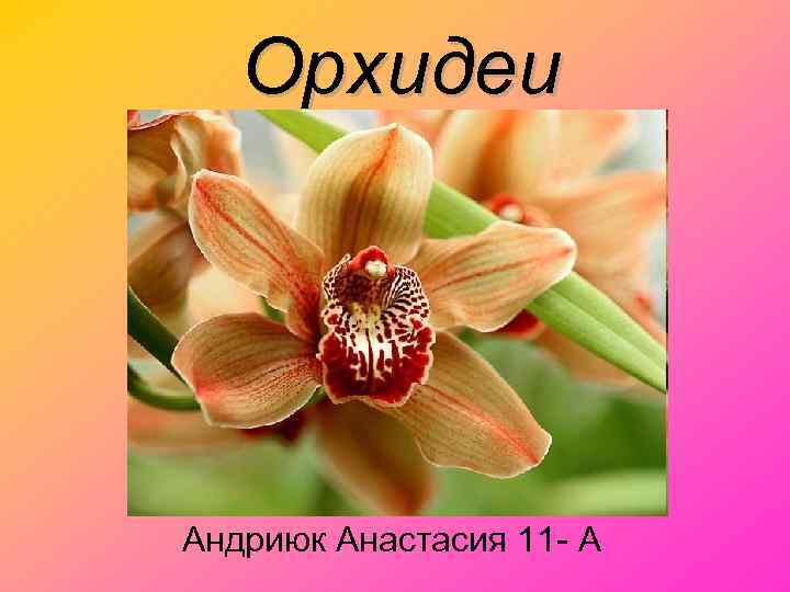   Орхидеи Андриюк Анастасия 11 - А 