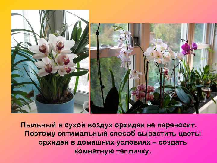 Пыльный и сухой воздух орхидея не переносит.  Поэтому оптимальный способ вырастить цветы орхидеи