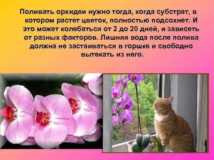Поливать орхидеи нужно тогда, когда субстрат, в котором растет цветок, полностью подсохнет. И это