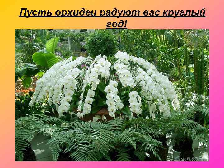 Пусть орхидеи радуют вас круглый    год! 