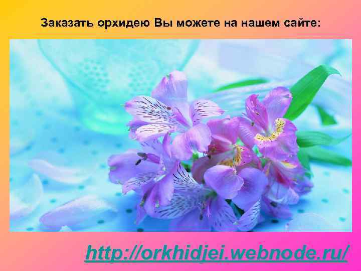 Заказать орхидею Вы можете на нашем сайте:  http: //orkhidjei. webnode. ru/ 