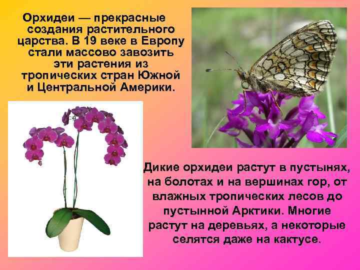  Орхидеи — прекрасные  создания растительного царства. В 19 веке в Европу 