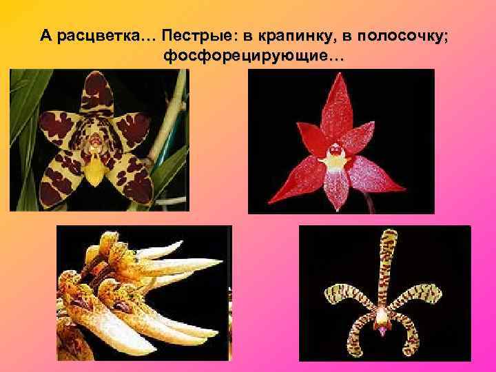 А расцветка… Пестрые: в крапинку, в полосочку;    фосфорецирующие… 