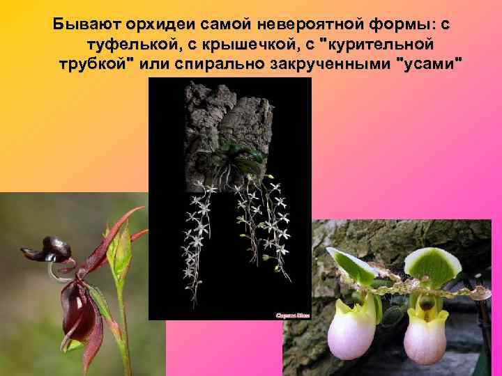 Бывают орхидеи самой невероятной формы: с туфелькой, с крышечкой, с 