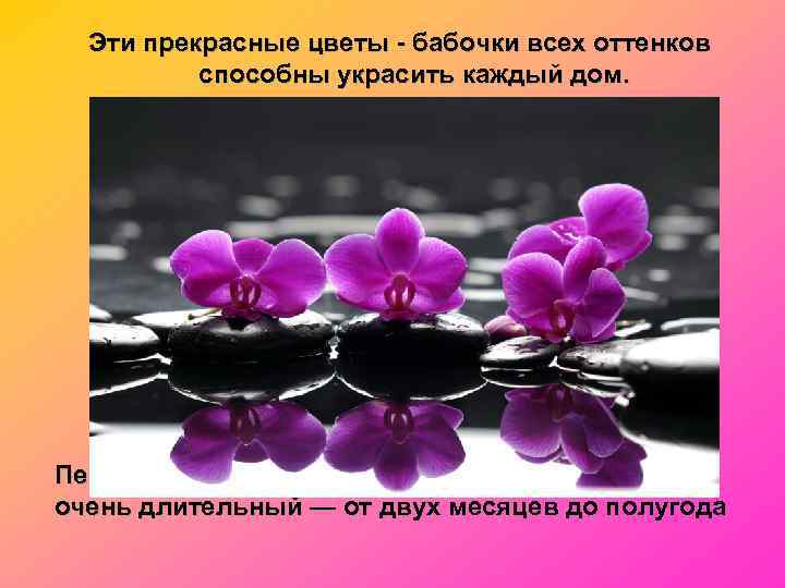  Эти прекрасные цветы - бабочки всех оттенков  способны украсить каждый дом. Период