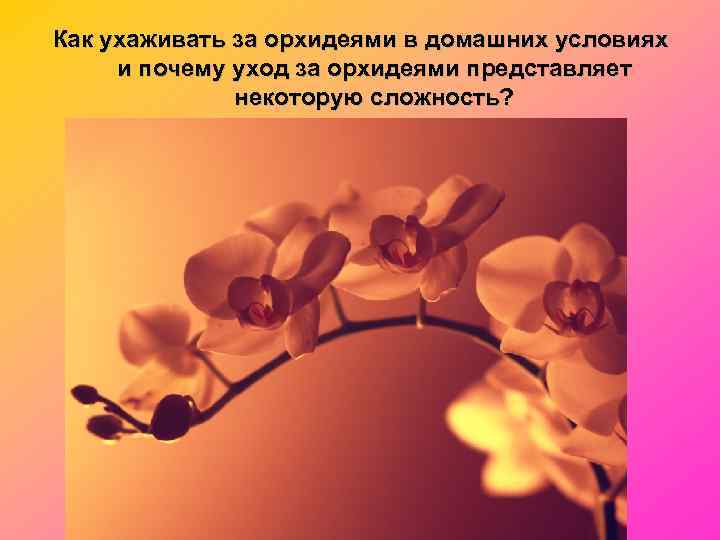 Как ухаживать за орхидеями в домашних условиях и почему уход за орхидеями представляет 