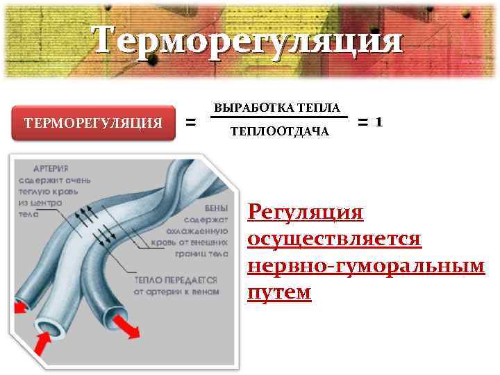  Терморегуляция     ВЫРАБОТКА ТЕПЛА ТЕРМОРЕГУЛЯЦИЯ  = ТЕПЛООТДАЧА  