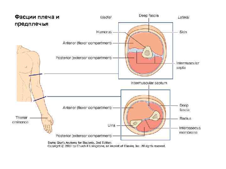 Фасции плеча и предплечья  Muscle components in the arm and forearm. 