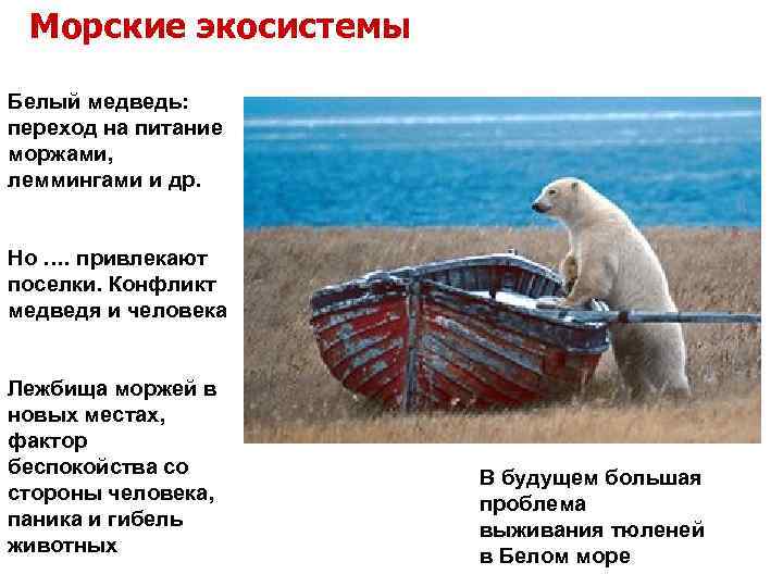  Морские экосистемы Белый медведь: переход на питание моржами, леммингами и др.  Но