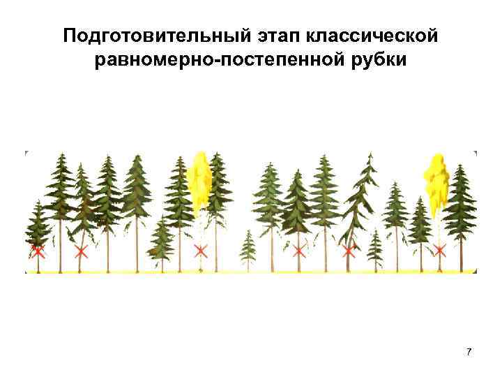 Подготовительный этап классической  равномерно-постепенной рубки       7 