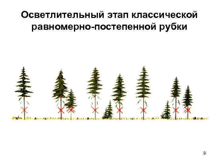 Осветлительный этап классической  равномерно-постепенной рубки    9 