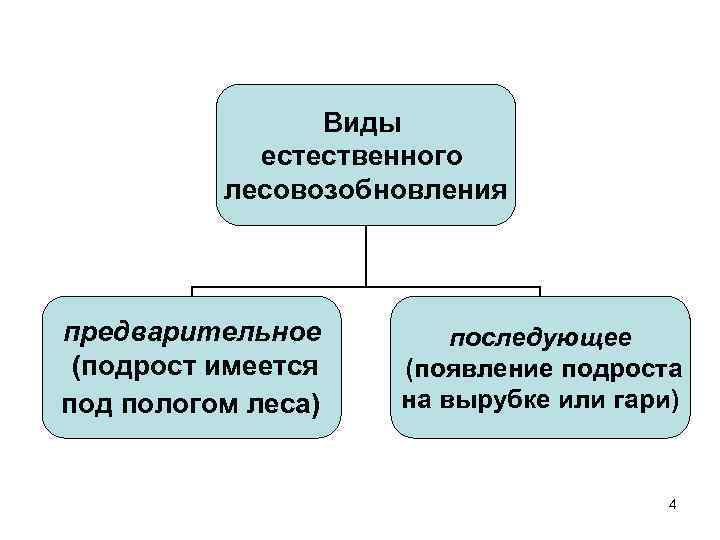     Виды   естественного  лесовозобновления предварительное   последующее