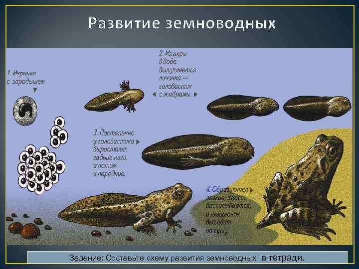   Развитие земноводных  • РАЗВИТИЕ  Развитие лягушки происходит с превращением. 