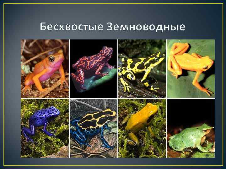 Бесхвостые Земноводные 