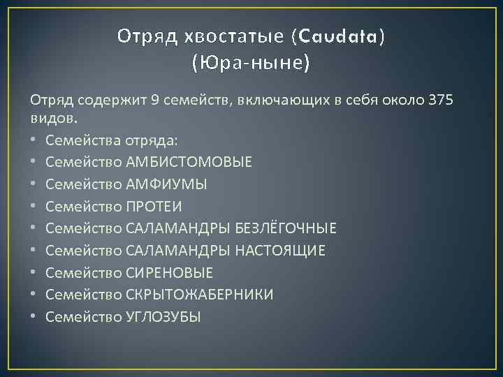   Отряд хвостатые (Caudata)    (Юра-ныне) Отряд содержит 9 семейств, включающих