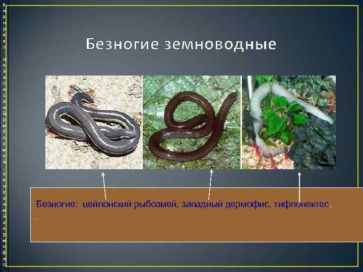 а н а п р а в о :   Безногие земноводные ц