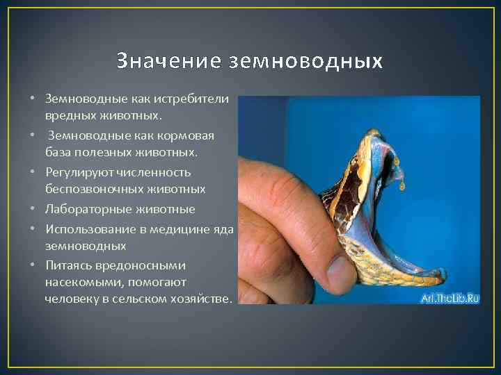    Значение земноводных • Земноводные как истребители  вредных животных.  •