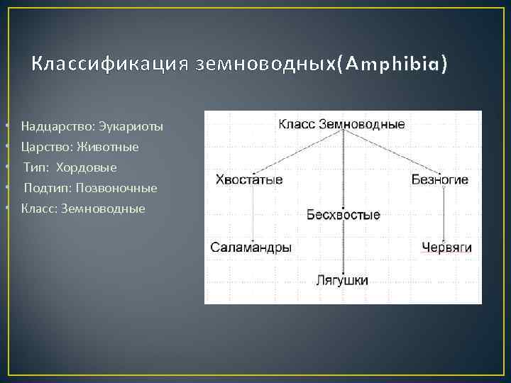  Классификация земноводных(Amphibia)  •  Надцарство: Эукариоты •  Царство: Животные  •