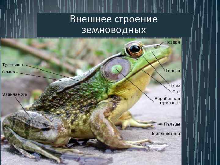 Внешнее строение  земноводных 