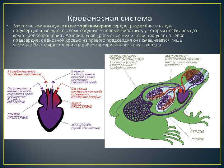 Какой круг кровообращения у амфибий. Кровеносная система земноводных. Схема строения кровеносной системы земноводных. Трехкамерное сердце у земноводных. Два круга кровообращения у земноводных.