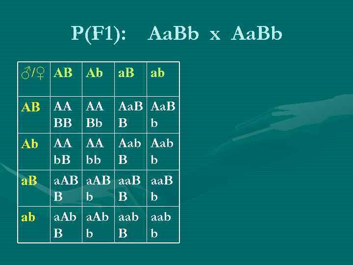 P(F 1): Aa. Bb x Aa. Bb ♂/♀ AB Ab a. B P(F 1): Aa. Bb x Aa. Bb ♂/♀ AB Ab a. B