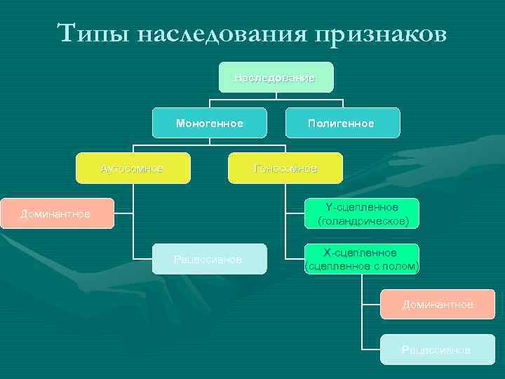 По этой схеме можно проследить наследования гена 11 букв первая р