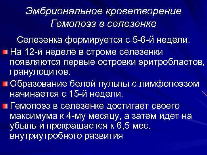  Эмбриональное кроветворение  Гемопоэз в селезенке  Селезенка формируется с 5 -6