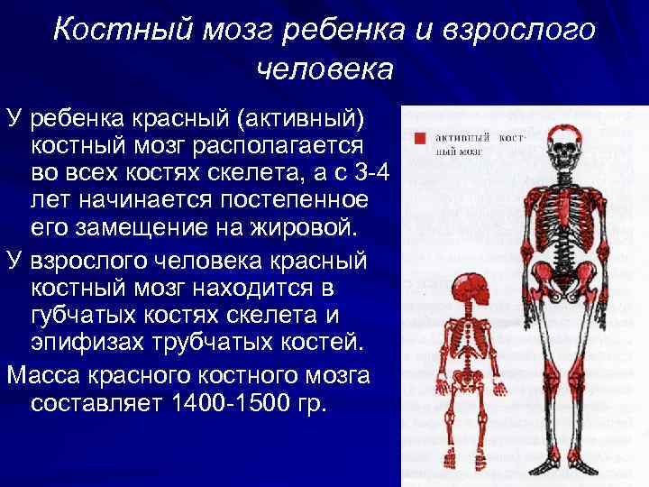   Костный мозг ребенка и взрослого    человека У ребенка красный
