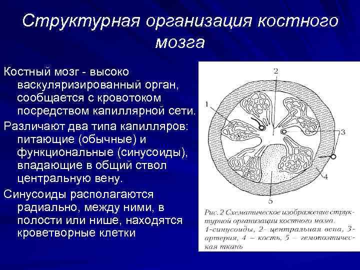  Структурная организация костного    мозга Костный мозг - высоко  васкуляризированный