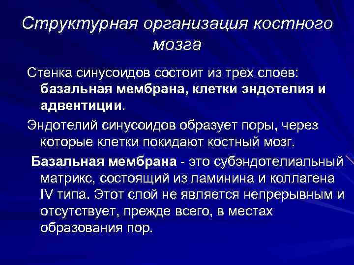 Структурная организация костного   мозга Стенка синусоидов состоит из трех слоев:  базальная