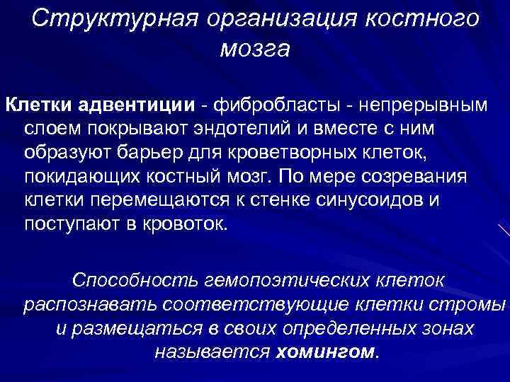 Структурная организация костного    мозга Клетки адвентиции - фибробласты - непрерывным
