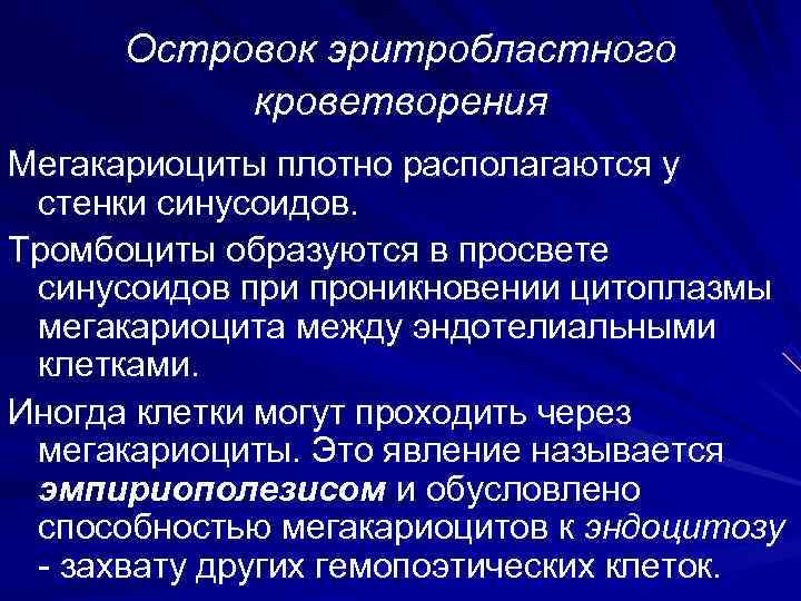  Островок эритробластного  кроветворения Мегакариоциты плотно располагаются у стенки синусоидов. Тромбоциты образуются в