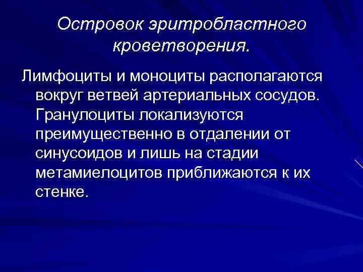   Островок эритробластного   кроветворения. Лимфоциты и моноциты располагаются вокруг ветвей артериальных