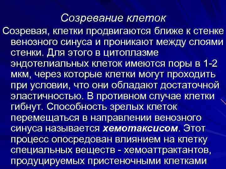   Созревание клеток Созревая, клетки продвигаются ближе к стенке венозного синуса и проникают