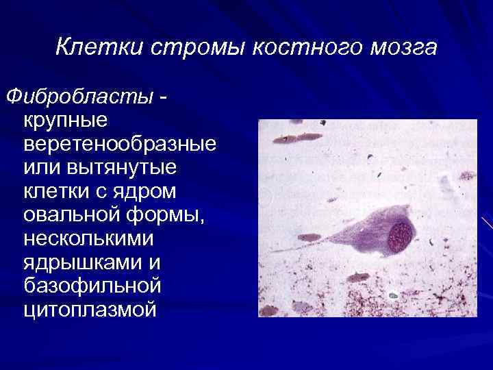   Клетки стромы костного мозга Фuбробласmы - крупные веретенообразные или вытянутые клетки с