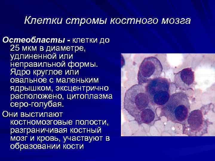  Клетки стромы костного мозга Осmеобласmы - клетки до 25 мкм в диаметре, 