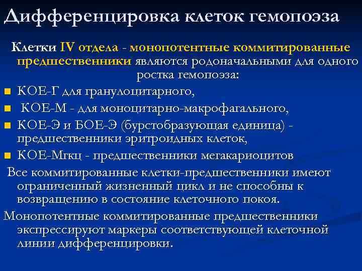 Дифференцировка клеток гемопоэза Клетки IV отдела - монопотентные коммитированные  предшественники являются родоначальными для