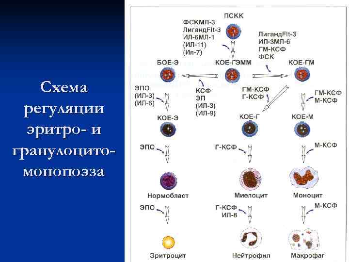   Схема регуляции  эритро- и гранулоцито- монопоэза 