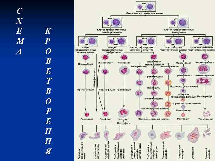 С Х Е  К М  Р А  О В Е Т
