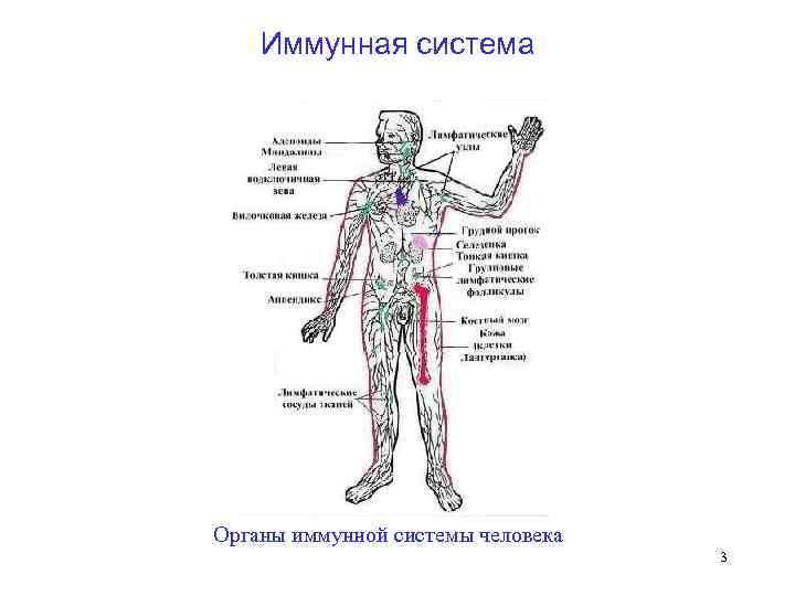   Иммунная система Органы иммунной системы человека      3