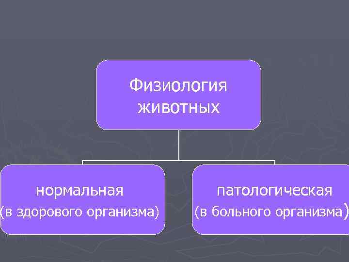    Физиология    животных   нормальная   патологическая